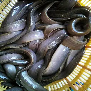 ��ͷ���۴���5-7cm�������� ӯ��ˮ��