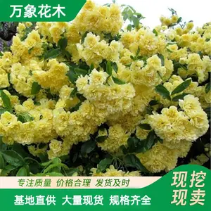 ���Գ��� ��ľ�㻨 �ȼ��̻� ԰�ֱ���ǽ�崹ֱ ͥԺ�쾰