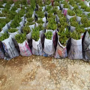 ����ë�Ҽ޽���ľ��ë��ѿ���������ľ�統��ѿ��