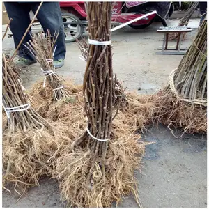 �����ƽ��⨺������� �޽�⨺������� *** ���ֵ�⨺�������
