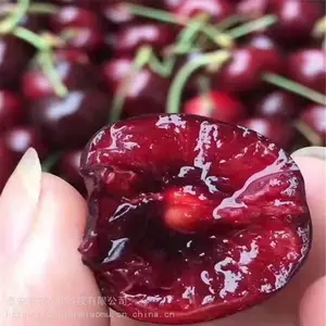 ���ɹŰ����׶�-����ӣ���緱�����ء���ӭ��ѯ