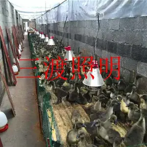 防水防爆保温灯厂家-三渡照明-畜牧保温灯厂家