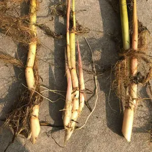 供应芦苇苗种根 耐寒抗寒易成活 耘利合环保有专业施工团队