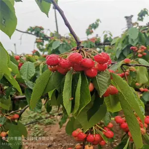 ӣ������� ��������ӣ�Ҳ�ժ ����ũҵ