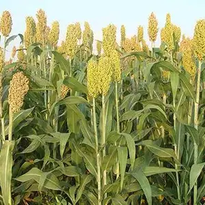 大量油糠收购多少钱一斤-德穗农业常年收购-大悟大量油糠收购