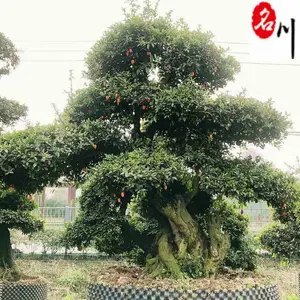 ��Ӧ���ͽ��� �ɶ�������ľ�۸� �Ĵ�������ľ���� �������