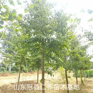 10公分至15公分银杏树,山东聊城高唐县原生冠银杏树基地,银杏树产地报价,山东聊城银杏树