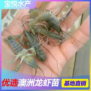 湖南湘西丽水小龙虾苗批发品种 澳洲龙虾苗那里有