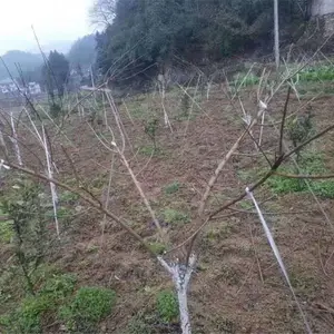 2021年浙江脆红李树苗_浙江脆红李树苗基地直销