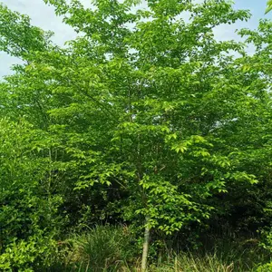 早樱,晚樱,3-16公分樱花树,容器苗樱花,樱花的价格,在哪里樱花最多,樱花树***格,樱花树图片