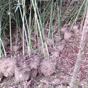 竹子基地各种规格齐全