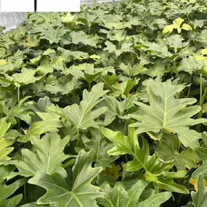 春羽工程苗批发 成都春羽种植基地 四川工程绿化苗木批发 量大价优