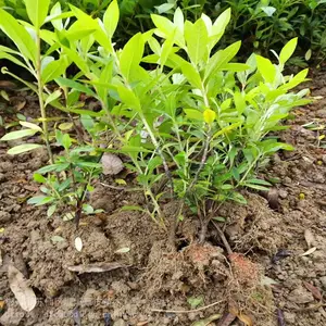 供应30公分毛杜鹃小苗价格