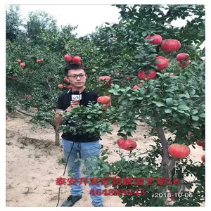 ���ʺ���������ʯ���� ͻ��˹����ʯ������ ���� ��ʯ����