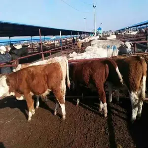 和牛牛肉多少钱一斤 现在牛犊多少钱 小牛犊多少钱一只 西门塔尔牛犊多少钱 一头小牛犊多少钱 肉牛