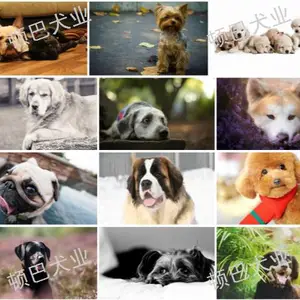 哪里有卖松狮 昆明顿巴犬业供应
