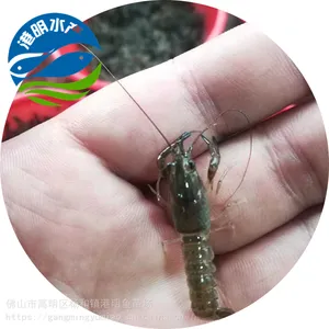 �»��������������С��Ϻ����-����Ϻ������-С��Ϻ���繩Ӧ