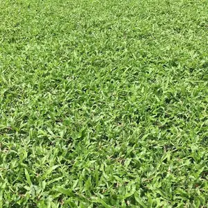 云南大叶油草批发/云南大叶油草基地/云南文山大叶油草