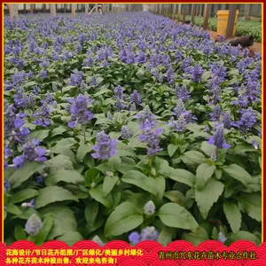 节日组摆花卉 蓝花鼠尾草花苗 花期5-10月 兴东