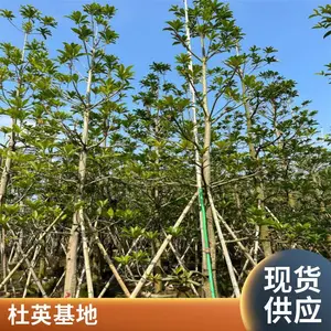 ��Ҷ��Ӣ ��Ҷ��Ӣ�� 8���� 10���� 12���� 14���� 15���� ׿�̴�������