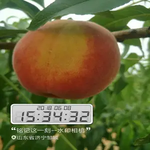 ���������л����Ҷ��� ������2������ ���� ����8������