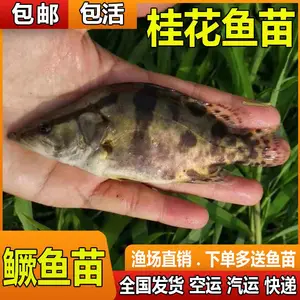 湖南长沙桂花鱼苗批发黄冈鳜鱼苗批发