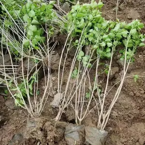 陕西周至直供营养钵 / 营养杯 / 容器苗紫丁香 浓香观花绿化苗 现货批发