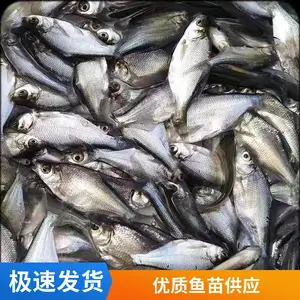 �������������� ��ˮ������������ ������ֳ�ɻ�***��������