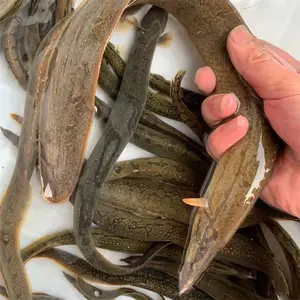 苗场供应 5-16公分刺鳅鱼 淡水沙鳅鱼鱼苗
