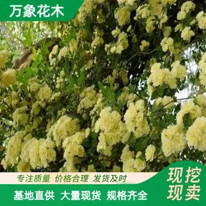 ���Գ��� ��ľ�㻨 �ȼ��̻� ԰�ֱ���ǽ�崹ֱ ͥԺ�쾰