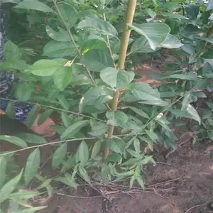 ��ũũҵ ������Ĺ��ַ�������÷����ɻ�*** ��ʵ�ڸк�
