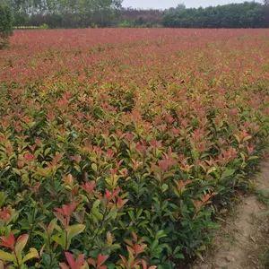西安红叶石楠产地直销 营养杯红叶石楠 丛生绿篱红叶石楠图片