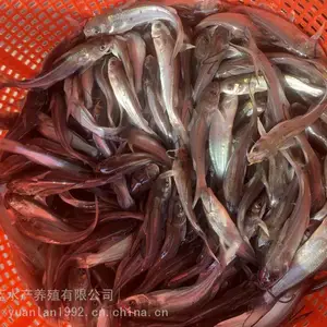 原蓝美国杂交***咸水水域叉尾鱼苗_农业自然产卵叉尾鱼苗_养殖场叉尾鱼苗专业生产