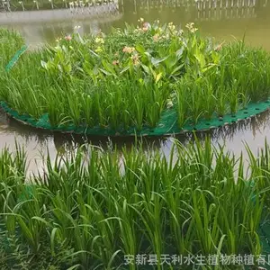 ������ά����ʪ��,ˮ���̻�ֲ�︡��,�˹�����