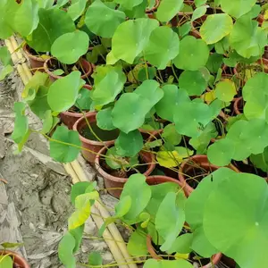 ˯�� ���Ժɻ� ˮ��ֲ��Ʒ�ֶ��� ����԰���̻�˯����