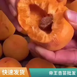��ɫ�������� ���������� �ͺ������������