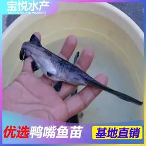 新疆昌吉鸭嘴鲟鱼苗多少钱一斤鸭嘴鱼苗批发