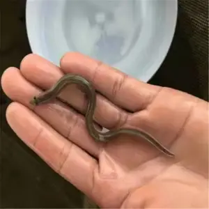 �ɹ�����ˮ���������� ���ձ������� �㶫��������