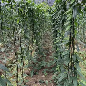 四川山草药地苦胆种子_中草药金果榄苗_金果榄种子_新鲜金果榄种植主产地