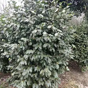�軨����������� �軨�� �軨�� �� �Ĵ��軨����