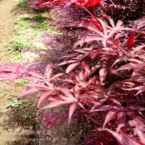 ����̻���ľ���� ��������ԣʢ���� ԰��ͥԺ��Ҷ���ͷ�����
