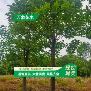 ���Թ�Ӧ .��Ҷ����ľС�� ԰��ͥԺ�쾰ֲ�� ��·ɫ���̻���