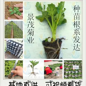 开封菊花苗种植基地