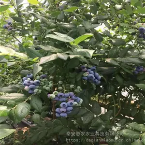 ������ݮ�����Գ��� ��ֲ��ݮ������Ҫ���������� ��ũũҵ