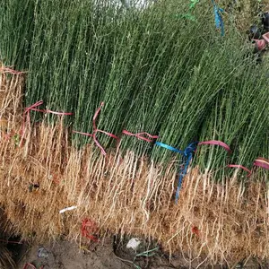 2���׿���1�׵�2�������������ϱ�����ֲ�����ľ