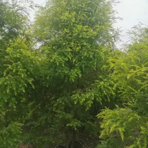 ǧ�������������� ǧ�������� ǧ��𻨾� �׾�2����ǧ���