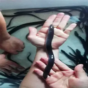 ����������Ӧ�Թ� �����ۺ������� �ձ����������