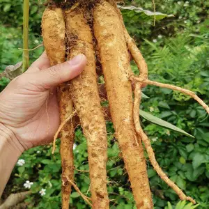 巴西人参 盆栽苗 易成活 观赏药用 基地直供