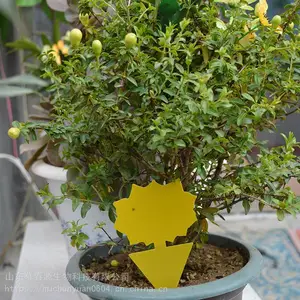 ��Ӭ�岶��� �ճ��۸����� �����ճ��� Ľ��Դ