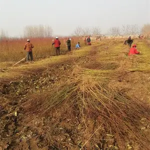 �����������磬�����޽��磬ˮ���ҡ��ĺ�������۸�